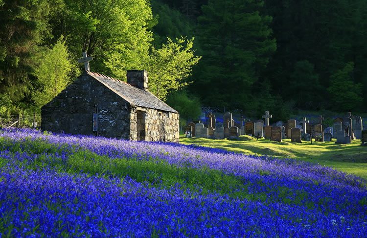 Bluebells at St Johns
