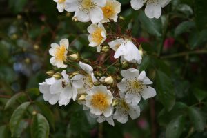 Rose mulliganii