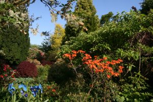 in the walled garden