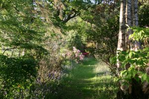 woodland walk