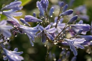 Agapanthus