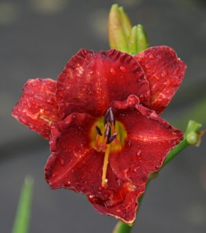 hemerocalis