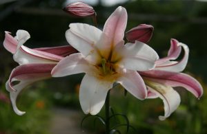 lilium regale 6.7